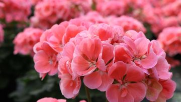 Geranien pink
