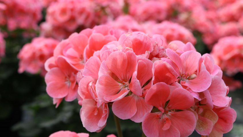 Geranien pink