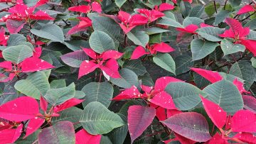 Öffnungszeiten Weihanchten 2025